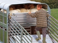 Easy Load Sheep Deck - Westwood Ifor Williams Easy Load Sheep Deck
