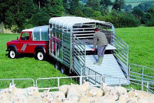DP120 12 Ifor Williams Livestock, Westwood New Trailers